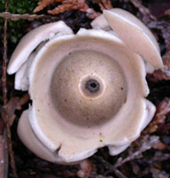 Geastrum triplex, shows the top with a small indented halo around the opening.